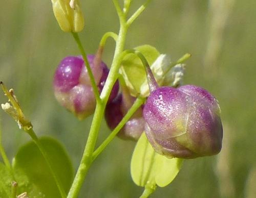 Réf. 219 825 : Contarinia nasturtii